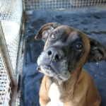 Boxer Mischling Astra, 01/2019, ca. 60 cm