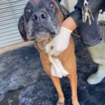 Boxer Mischling Astra, 01/2019, ca. 60 cm