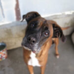 Boxer Mischling Astra, 01/2019, ca. 60 cm