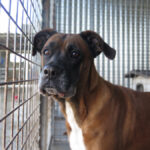 Boxer Mischling Astra, 01/2019, ca. 60 cm