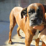 Boxer Mischling Astra, 01/2019, ca. 60 cm