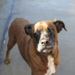 Boxer Mischling Astra, 01/2019, ca. 60 cm