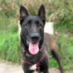 Malinois-Mischling Astrid, 06/2021, ca. 65 cm