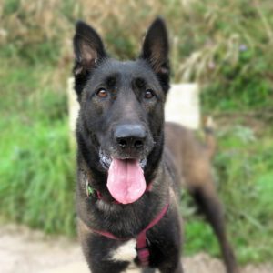 Malinois-Mischling Astrid, 06/2021, ca. 65 cm