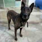 Malinois-Mischling Astrid, 06/2021, ca. 65 cm