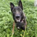 Malinois-Mischling Astrid, 06/2021, ca. 65 cm