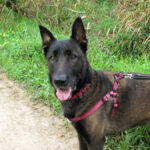 Malinois-Mischling Astrid, 06/2021, ca. 65 cm