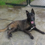 Malinois-Mischling Astrid, 06/2021, ca. 65 cm