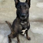Malinois-Mischling Astrid, 06/2021, ca. 65 cm