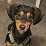 Mischling Aton, 07/2020, ca. 40 cm, 87651 Bidingen