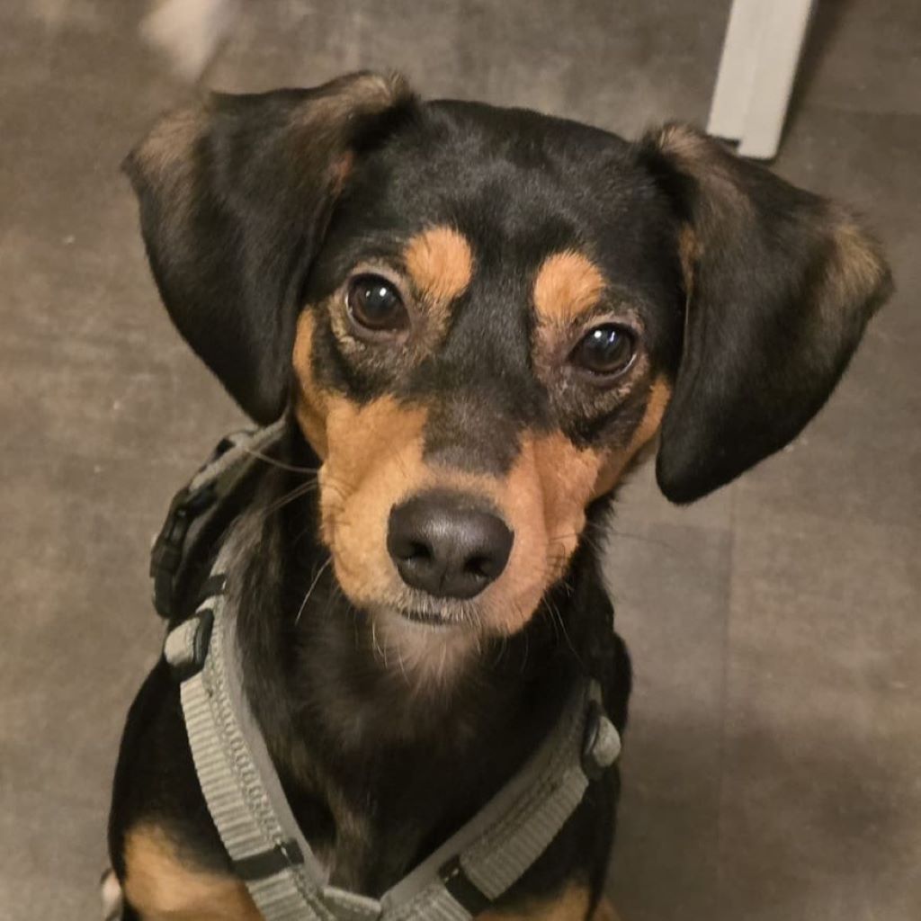 Mischling Aton, 07/2020, ca. 40 cm, 87651 Bidingen