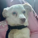 Mischling Aurora, 05/2025, Endgröße ca. 40 cm, 63303 Dreieich