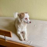 Mischling Aurora, 05/2025, Endgröße ca. 40 cm, 63303 Dreieich