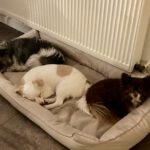 Mischling Aurora, 05/2025, Endgröße ca. 40 cm, 63303 Dreieich