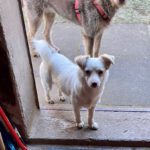 Mischling Aurora, 05/2025, Endgröße ca. 40 cm, 63303 Dreieich