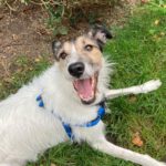 Mischling Bali, 10/2017, ca. 63 cm, 24819 Todenbüttel