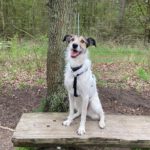 Mischling Bali, 10/2017, ca. 59 cm, 24819 Todenbüttel