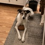 Mischling Bali, 10/2017, ca. 63 cm, 24819 Todenbüttel