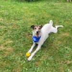 Mischling Bali, 10/2017, ca. 63 cm, 24819 Todenbüttel