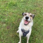 Mischling Bali, 10/2017, ca. 63 cm, 24819 Todenbüttel