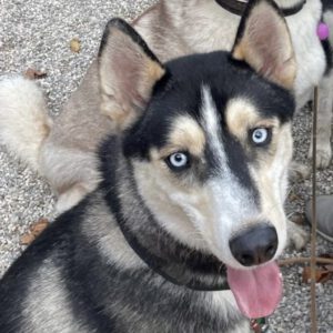 Siberian Husky Balto, 06/2024, ca. 58 cm, Deutschland (nahe Passau)