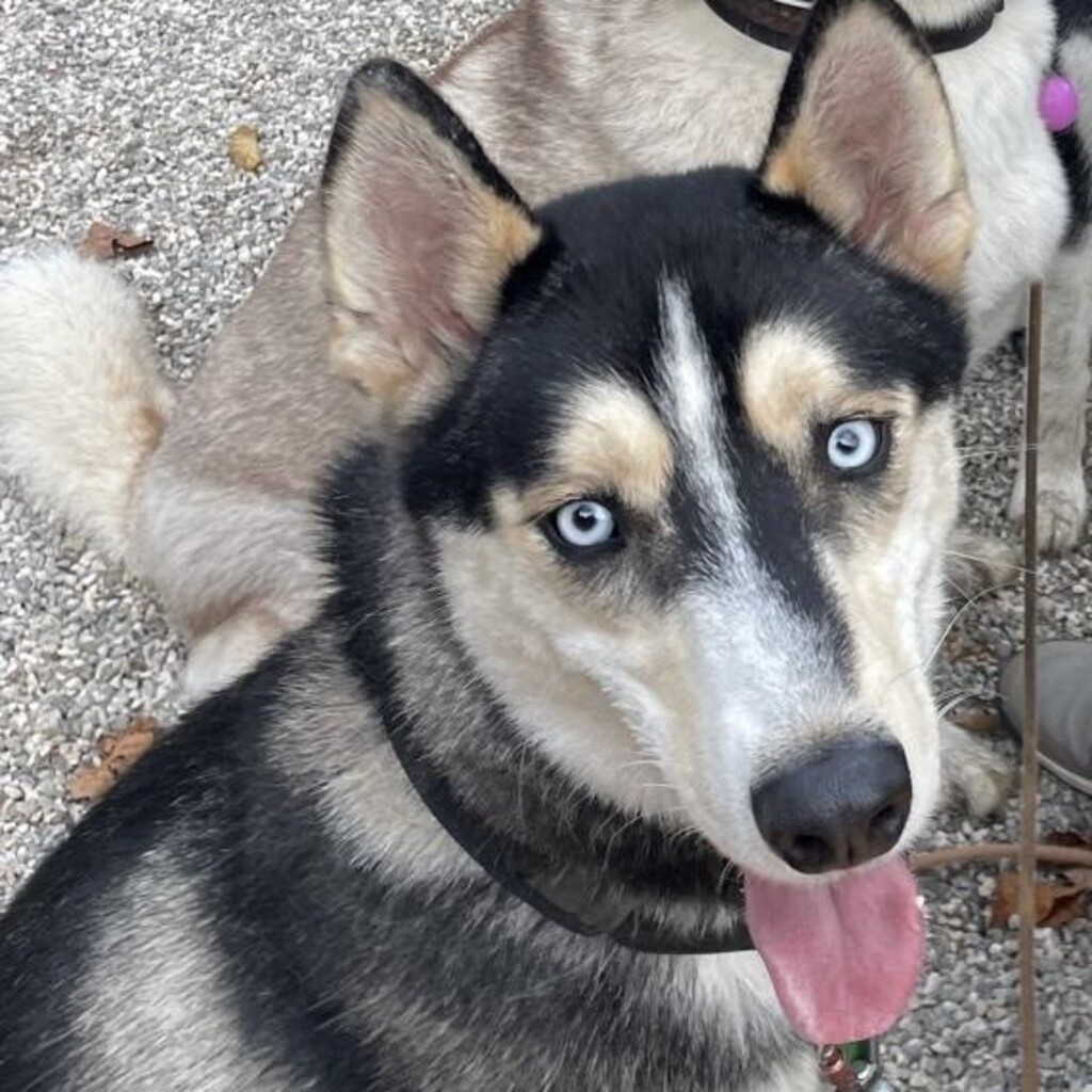 Siberian Husky Balto, 06/2024, ca. 58 cm, Deutschland (nahe Passau)