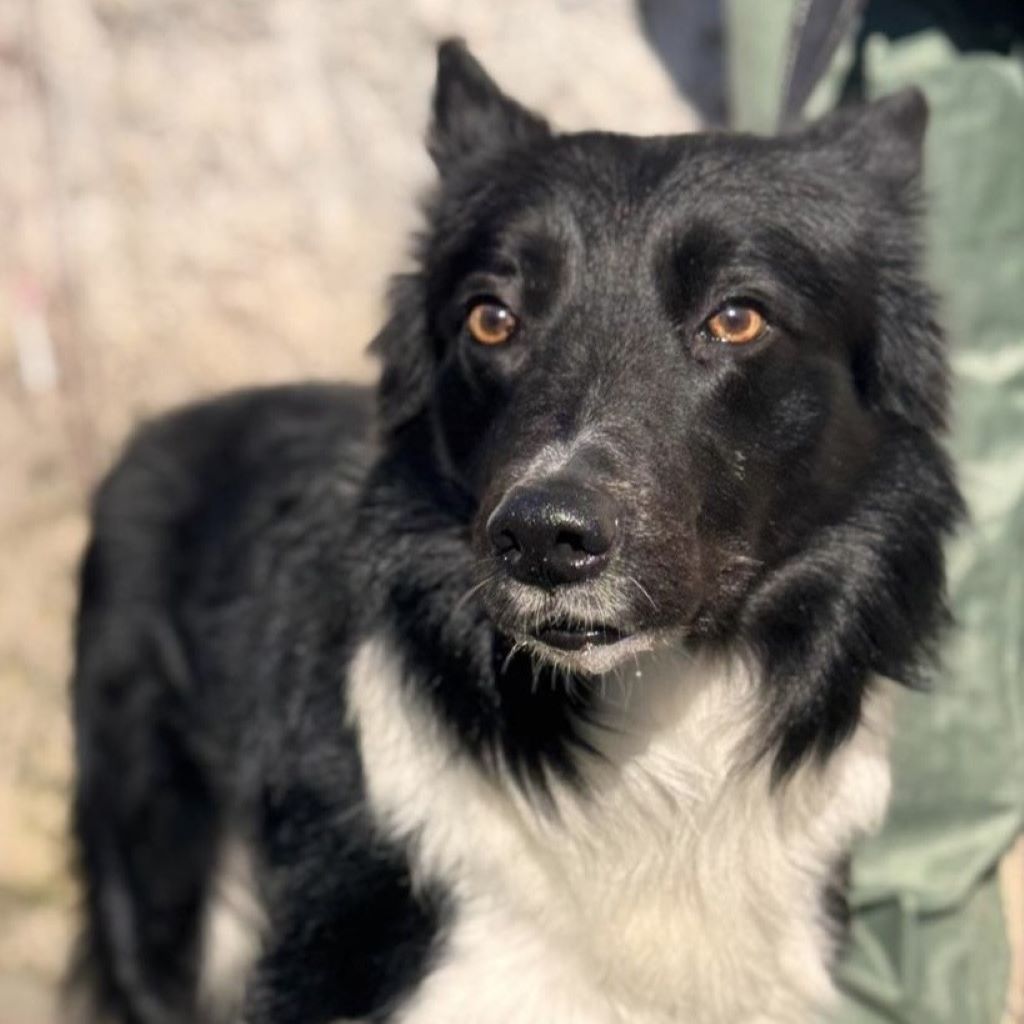Border Collie Balto, 04/2020, ca. 50 cm