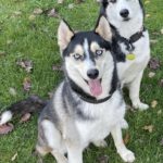 Siberian Husky Balto, 06/2024, ca. 58 cm, Deutschland (nahe Passau)