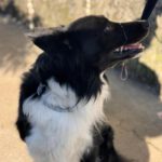 Border Collie Balto, 04/2020, ca. 50 cm