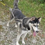 Siberian Husky Balto, 06/2024, ca. 58 cm, Deutschland (nahe Passau)