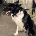 Border Collie Balto, 04/2020, ca. 50 cm