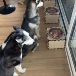 Siberian Husky Balto, 06/2024, ca. 58 cm, Deutschland (nahe Passau)