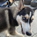 Siberian Husky Balto, 06/2024, ca. 58 cm, Deutschland (nahe Passau)