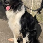 Border Collie Balto, 04/2020, ca. 50 cm