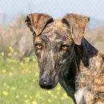 Galgo Bandera, 06/2022, ca. 64 cm