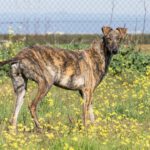 Galgo Bandera, 06/2022, ca. 64 cm