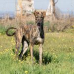 Galgo Bandera, 06/2022, ca. 64 cm