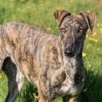 Galgo Bandera, 06/2022, ca. 64 cm