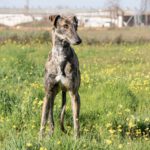 Galgo Bandera, 06/2022, ca. 64 cm