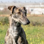 Galgo Bandera, 06/2022, ca. 64 cm