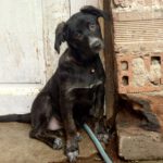 Mischling Barbie, 08/2025 Endgröße ca. 50-55 cm