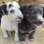 Mischling Barbie, 08/2025 Endgröße ca. 50-55 cm