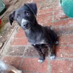 Mischling Barbie, 08/2025 Endgröße ca. 50-55 cm