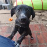 Mischling Barbie, 08/2025 Endgröße ca. 50-55 cm