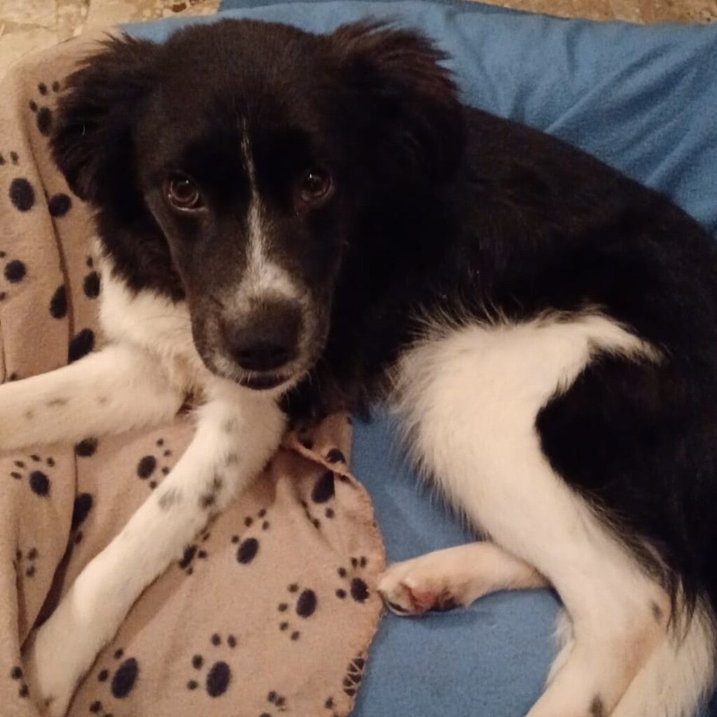 Mischling Barney, 05/2025, Endgröße ca. 50 cm, 22926 Ahrensburg