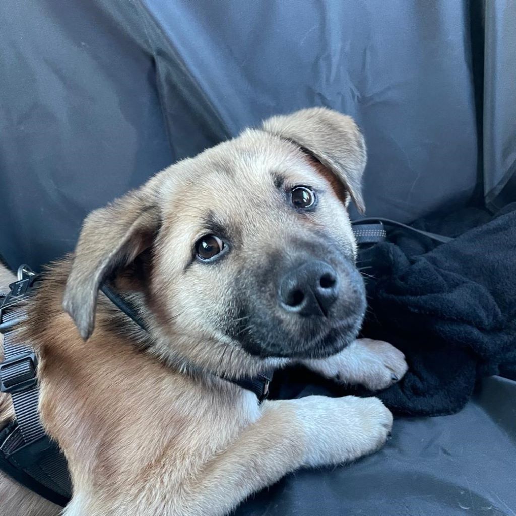 Mischling Benny, 08/2025, Endgröße ca. 55 cm, 26655 Westerstede