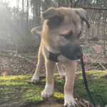 Mischling Benny, 08/2025, Endgröße ca. 55 cm, 26655 Westerstede