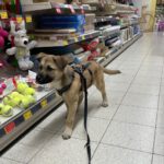 Mischling Benny, 08/2025, Endgröße ca. 55 cm, 26655 Westerstede