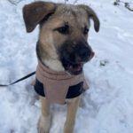 Mischling Benny, 08/2025, Endgröße ca. 55 cm, 26655 Westerstede