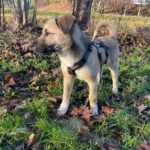 Mischling Benny, 08/2025, Endgröße ca. 55 cm, 26655 Westerstede